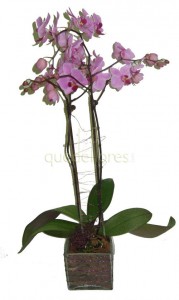 Orquídea violeta