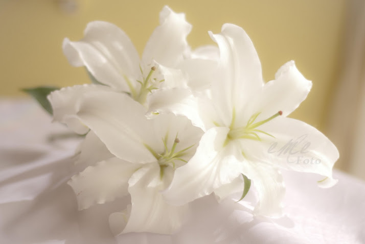 Lilium oriental blanco