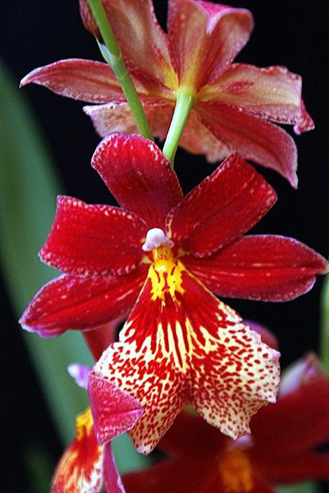 Orquídea, fotografía de Josefa Criado Azor