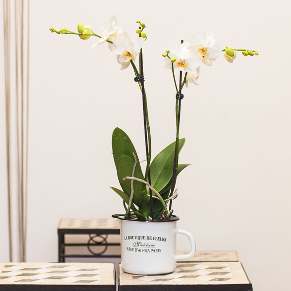 Orquídea blanca en jarrita metálico