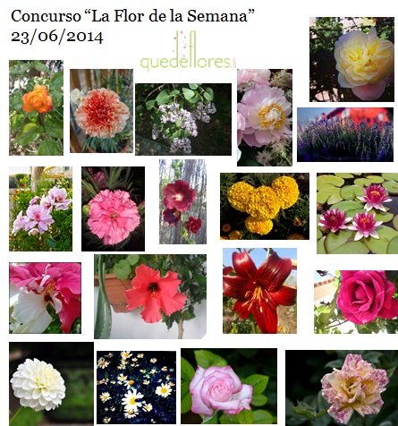 collage la flor de la semana 23062014