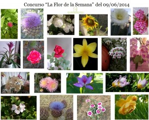 Participantes La Flor de la Semana del 9 de junio