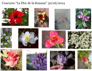 Collage la Flor de la Semana del 30 de junio