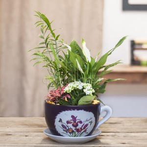 plantas_teapot