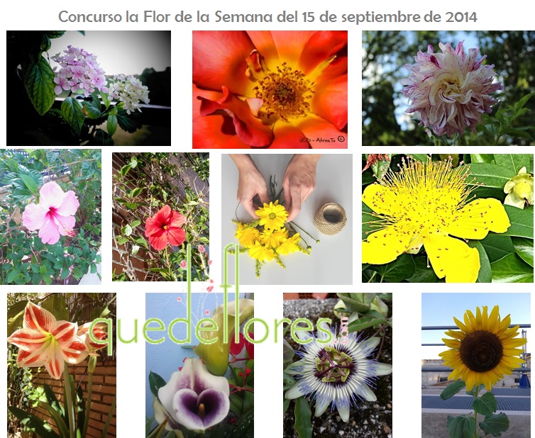 collage la flor de la semana15092014