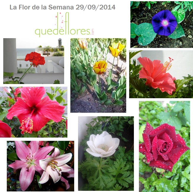 collage flor de la semana29092014