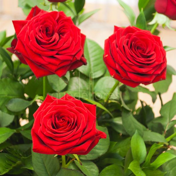 Rosas Rojas variedad "Red Naomi"