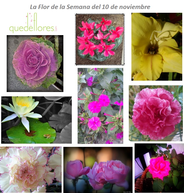 collage la flor de la semana 10112014
