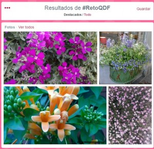 flores twitter