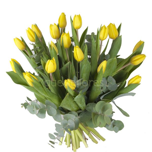 Ramo de tulipanes holandeses