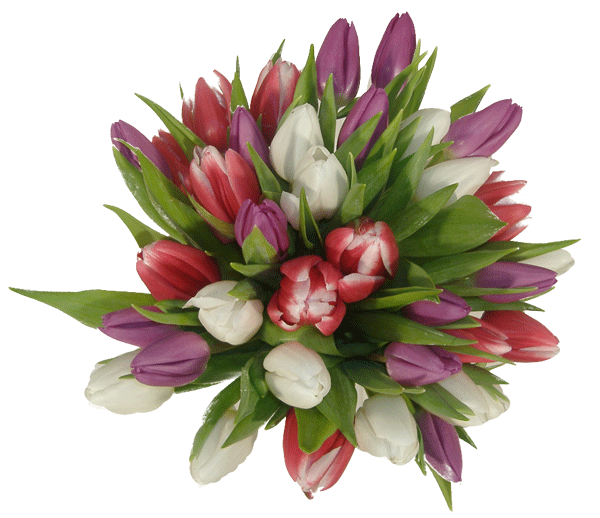 b-tulipanes-variados-cos.gif