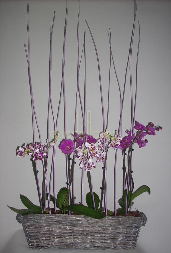 Barco de orquídeas