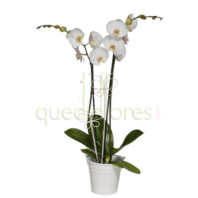 Orquídea en base de cerámica