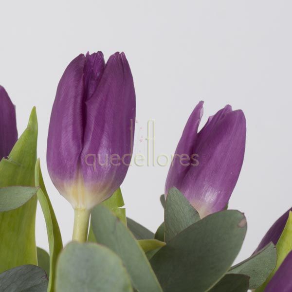 Tulipanes morados