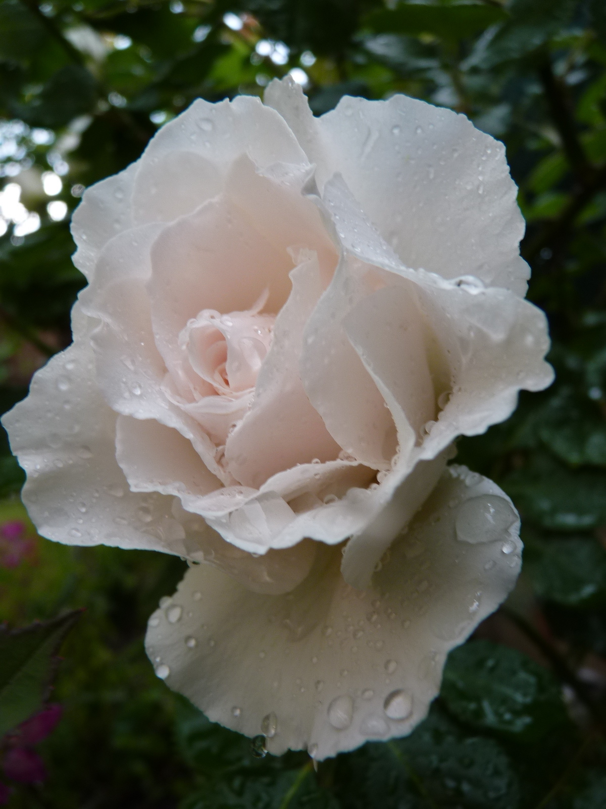 Rosa blanca. Fotografía ganadora