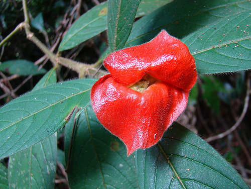 La Psychotria Elata