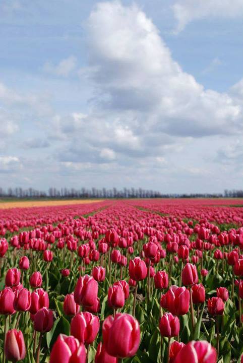Fotografía de Paula Navarro, campo de tulipanes