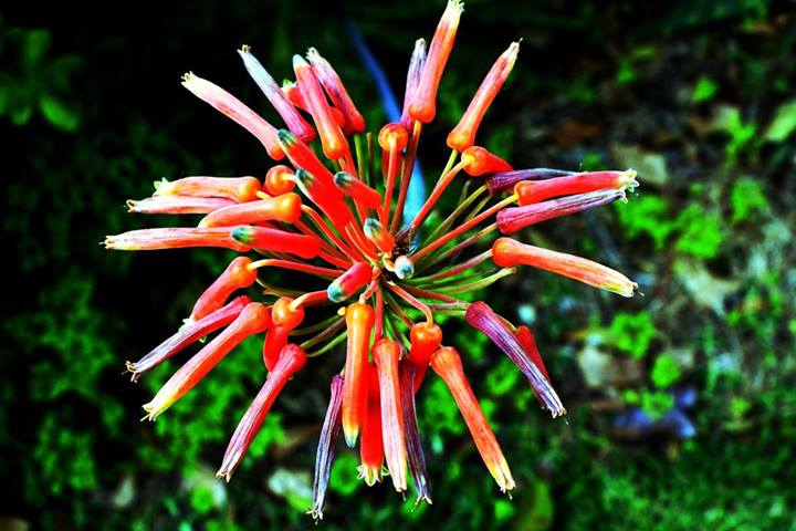 Flor de Aloe Vera, fotografía de Isabel de las Heras