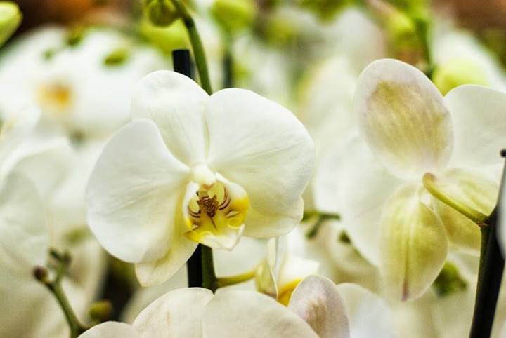 Reto orquídeas