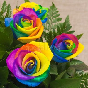 Rosas Rainbow