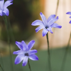 flores de jacinto