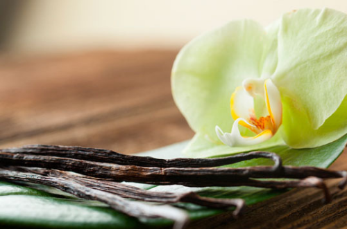 orquídea vainilla
