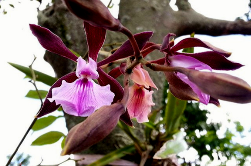 Orquídea de chocolate