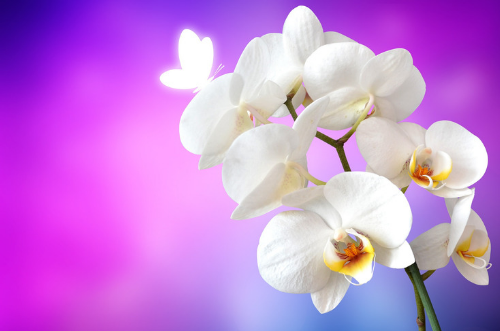 orquídea mariposa
