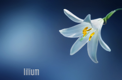 liliums