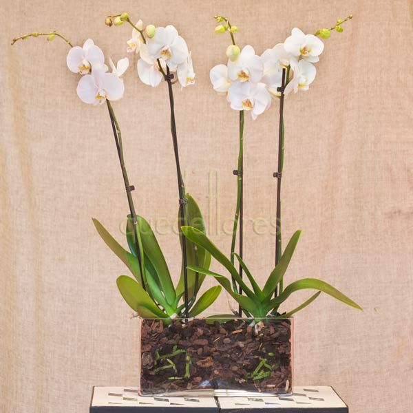 Orquídeas en jardinera de cristal