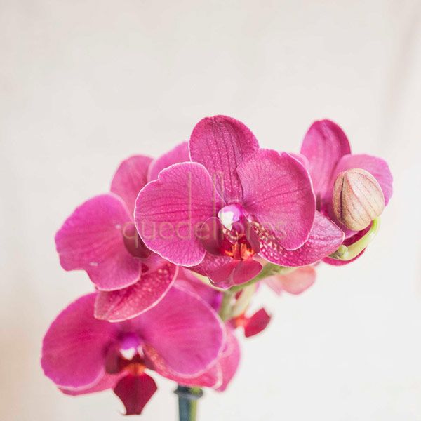 Orquídea en cubo