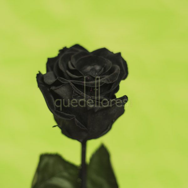 Violetero rosa negra liofilizada
